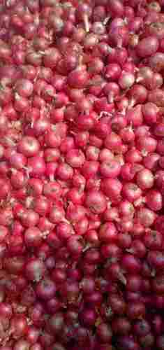 Export Quality Fresh Onions