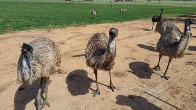 Female Emu Birds