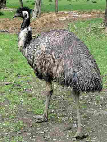 Healthy Emu Birds