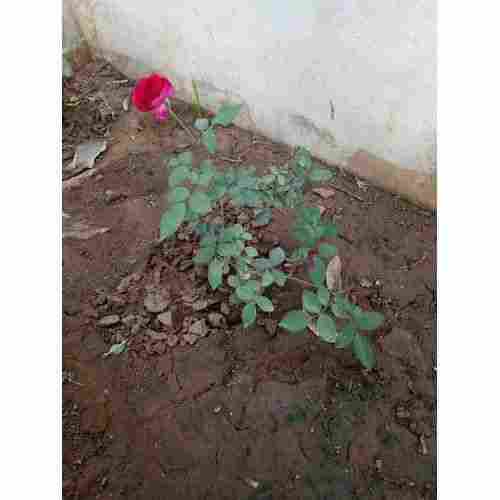Natural Kashmiri Rose Plants