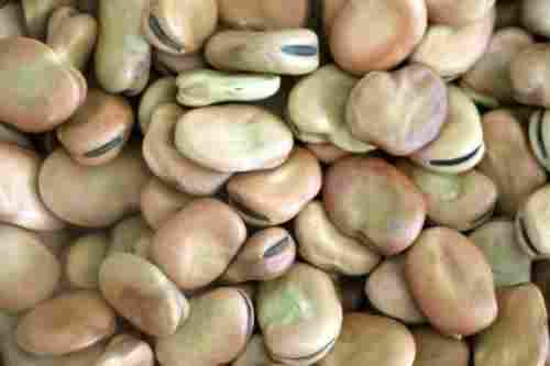 Organic Dried Fava Beans