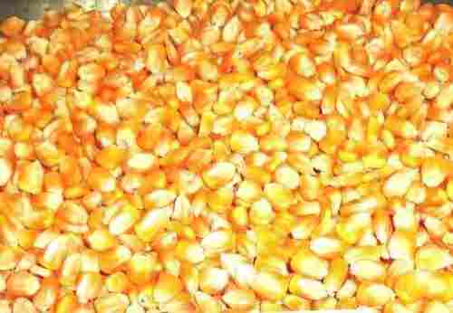Yellow Corn, Maize For Human And Animal Feed