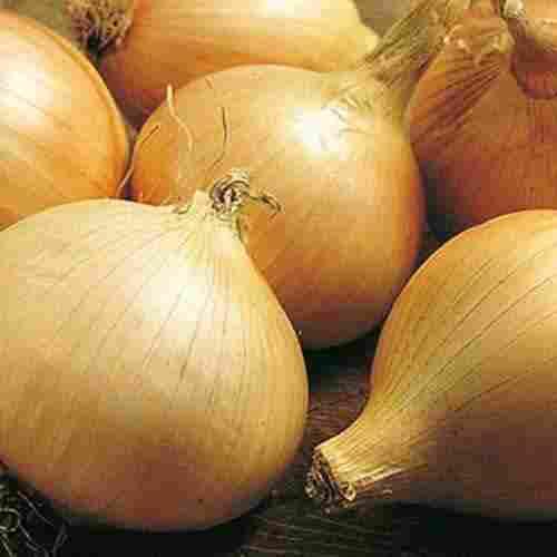 Brown Color Nutritious Onion