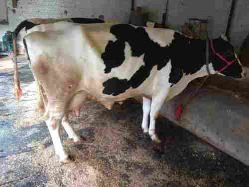 Healthy Holstein Friesians Cow