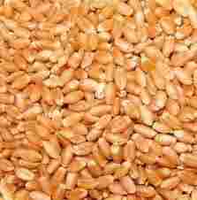 Fresh Natural Organic Wheat