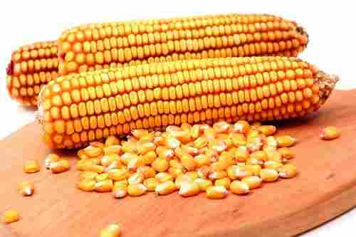 Nutritious Yellow Color Maize