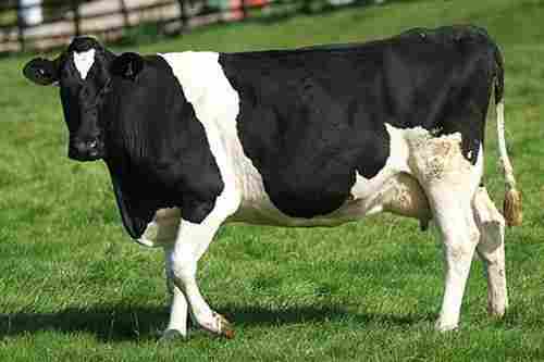 Top Quality HF Cow