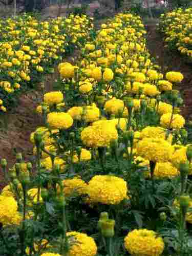 Yellow Marigold Plants