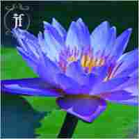 Blue Lotus Essential Oil