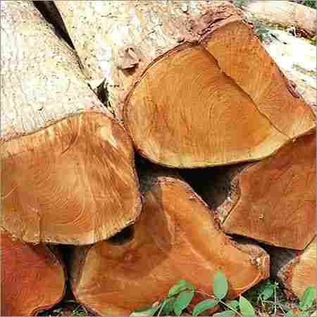 Benin Teak Timber Logs