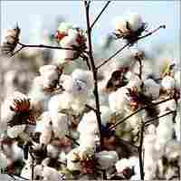 Whole Cotton Seed