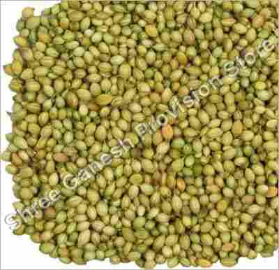 Coriander seeds