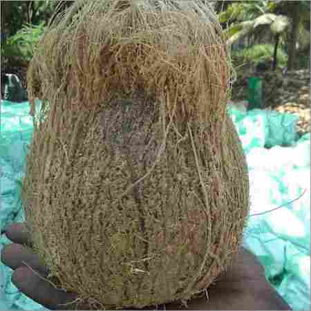 Fresh Semi Husk Coconut