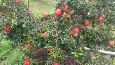 Juicy Pomegranate