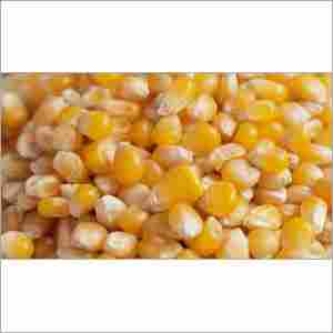 Protein Maize