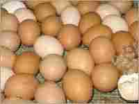 Fertile Eggs