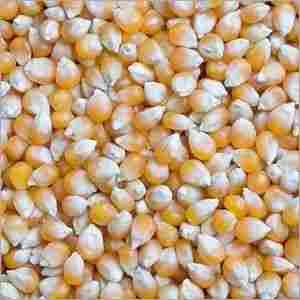 Maize Corn