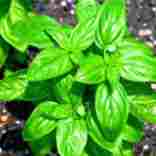 Basil Sweet