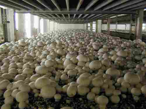 Mushroom Fertilizer