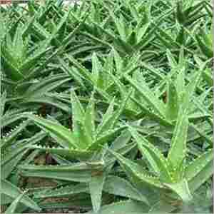 Natural Aloe Vera Extract