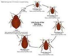 Bed Bug Control Insecticide