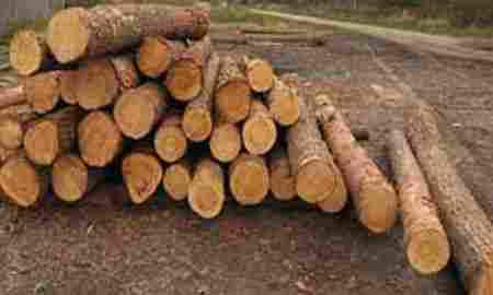 Pine Wood Timbers