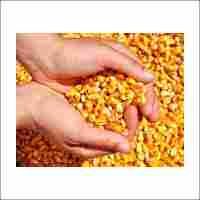 Corn Seed