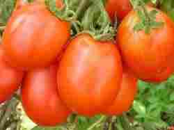 SHIVA Tomato seeds