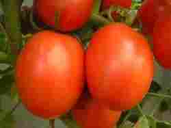 TULSI Tomato seeds