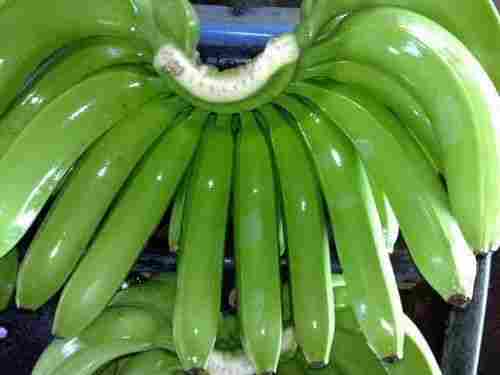Cavendish Green Banana