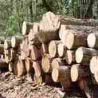 Neem Round Wood Logs