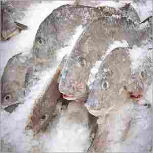 Frozen Fishes