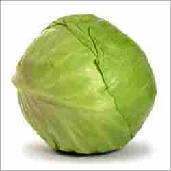 Fresh Cabbage