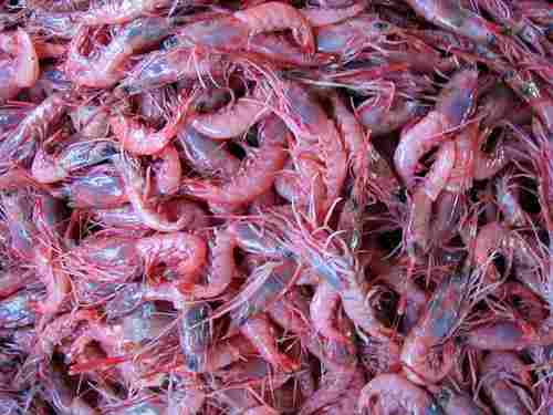 Sea Shrimps
