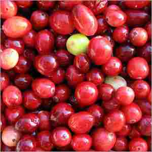 Cranberry Plant Extract