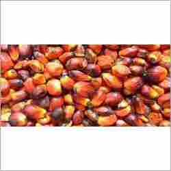 Palm Kernel Shell Products