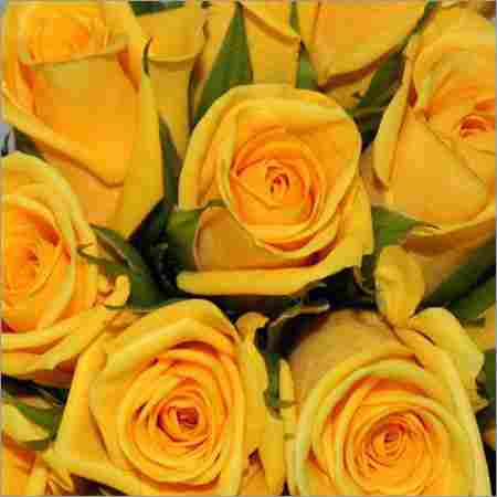 Gold Strike Yellow Rose