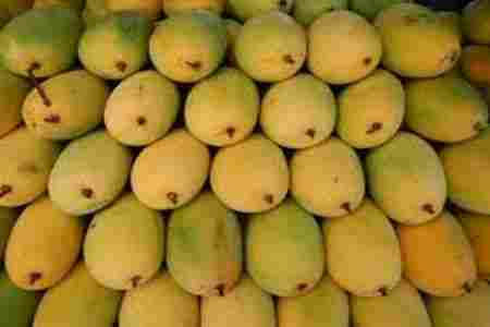 Gujarati  kesar mango