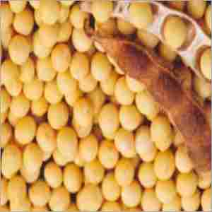 Soybean PE Products