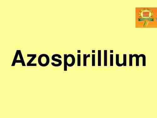 Azospirillium