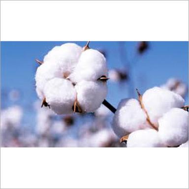 Raw Cotton Buds