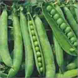 Green Pea Seeds