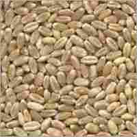 Wheat Seed HD 2851