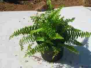 Fern Green Compact Plant