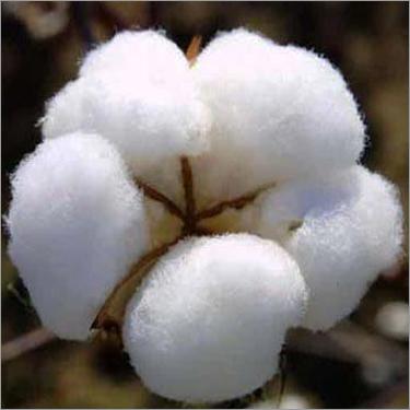 Natural Raw Cotton Bolls