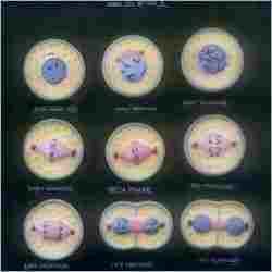 Animal Cell Division Mitosis