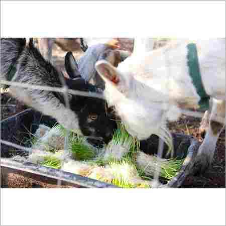 Hydroponic Goat Feed Machinery