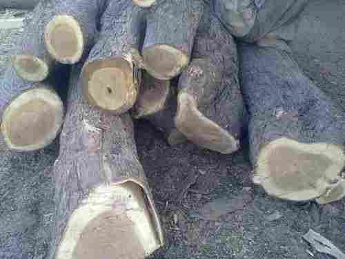 Wood Neem Logs
