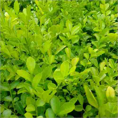 Madhu Kamini Plant