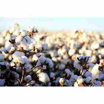 Waste Raw Cotton